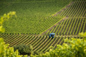 Weinberge