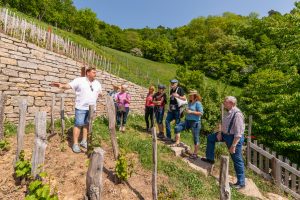 Menschen im Weinberg