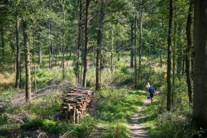 Wanderweg im Wald